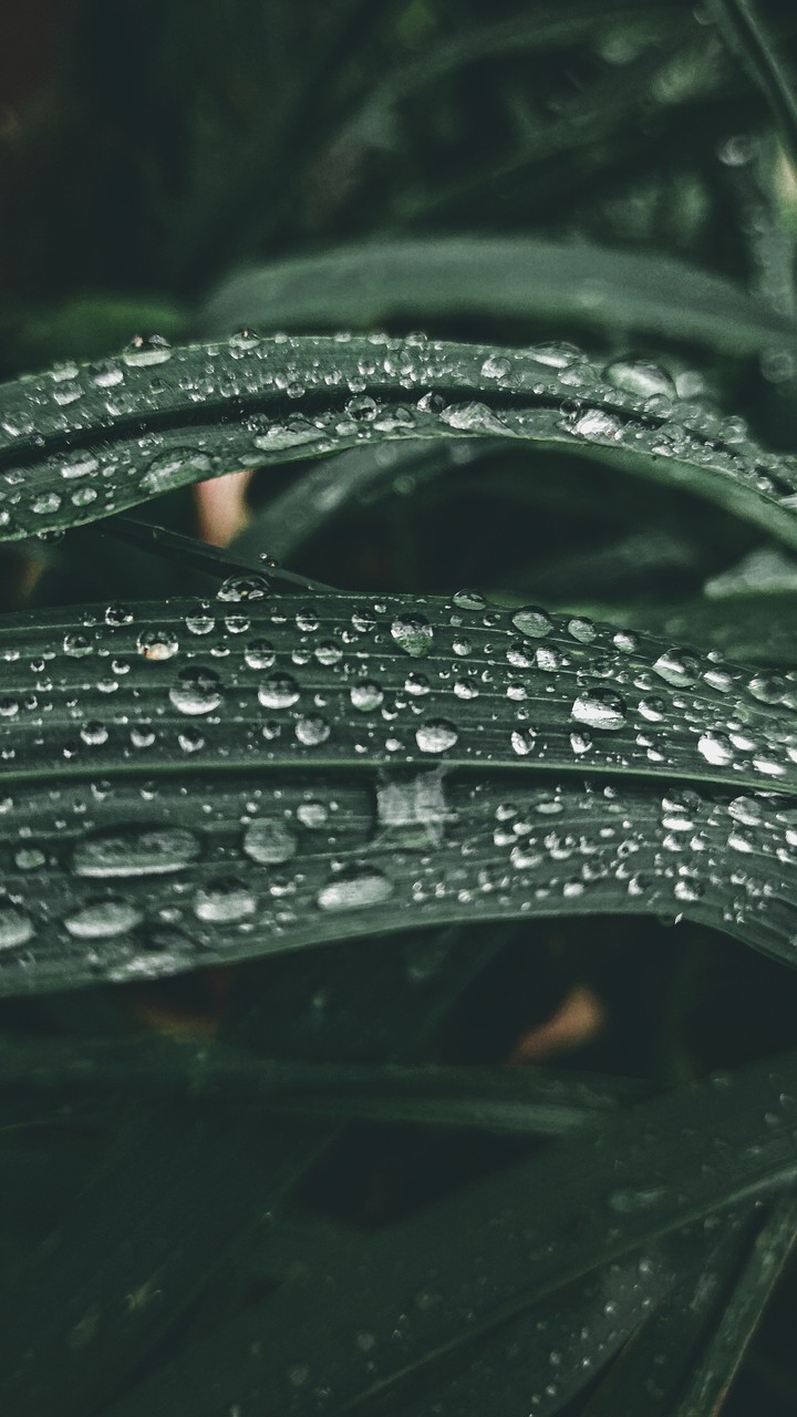 Droplets Dark Green Grass
