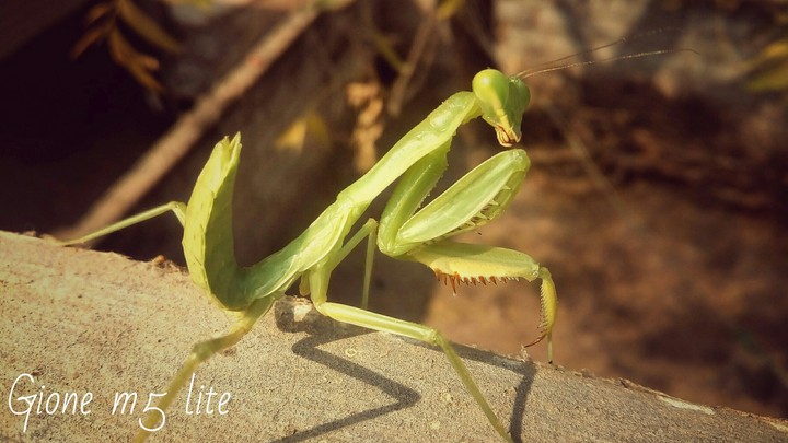 mobile photography