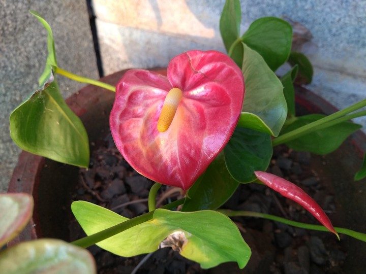 sweet flowers 3