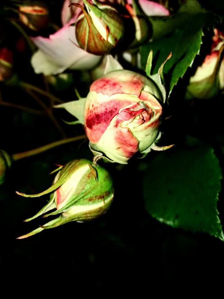 Rose