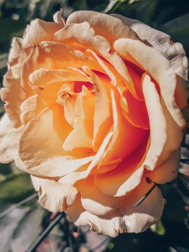 rose