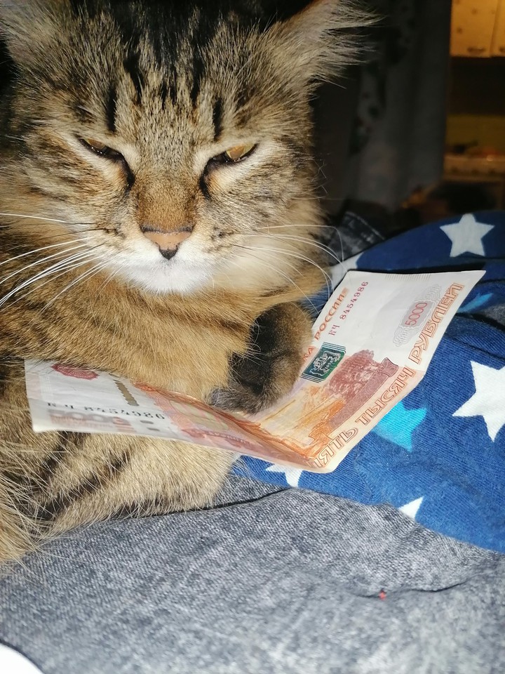 Кошка