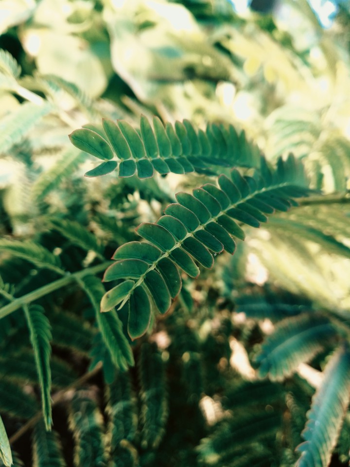 nature