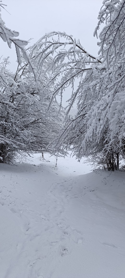 тапети winter, frost