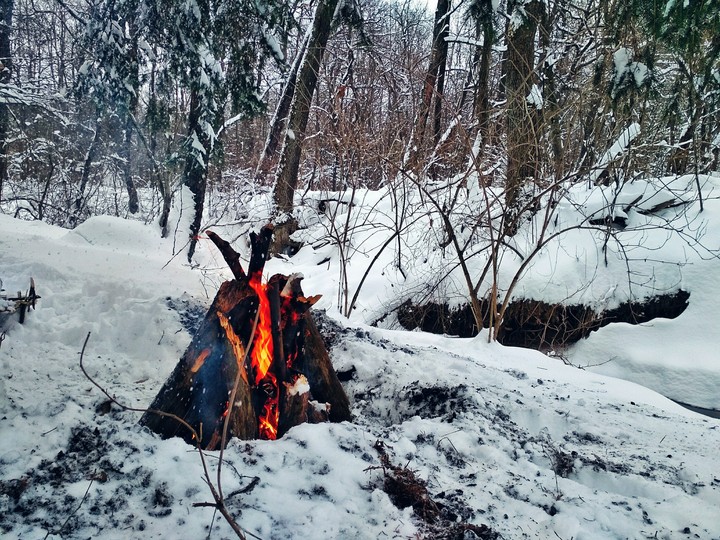 fire in a forest