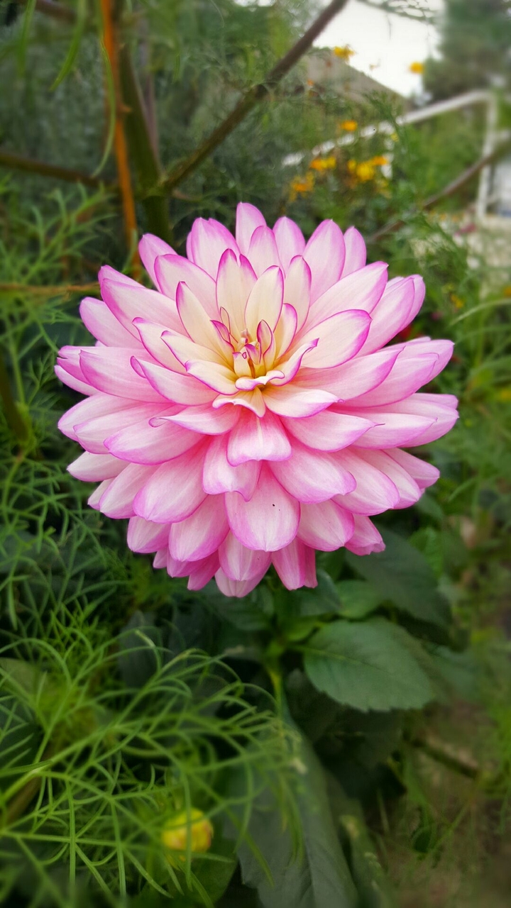 Ornate and delicate