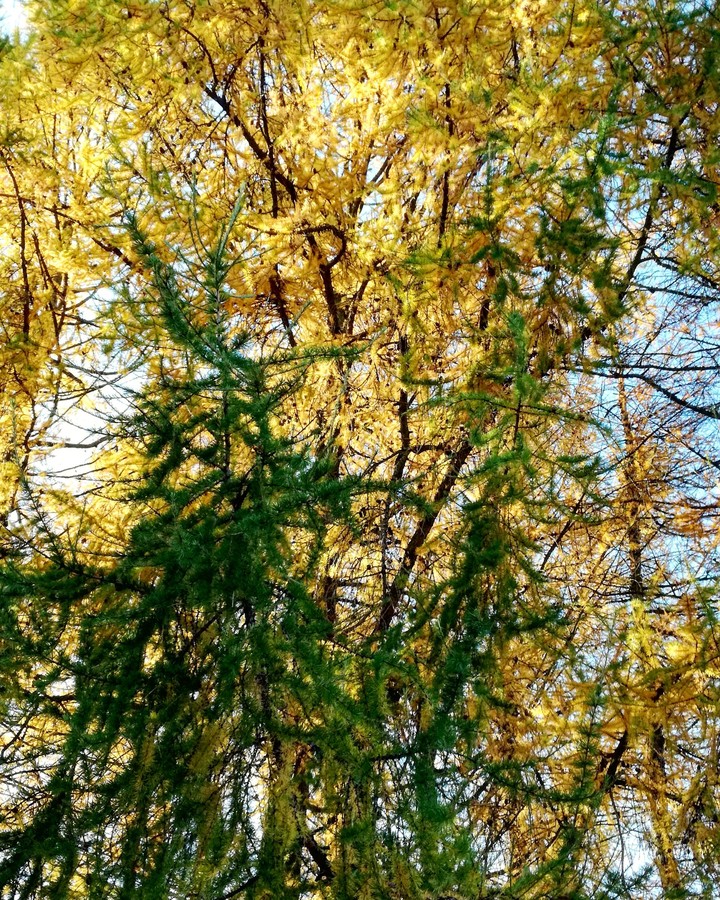 Yellow&Green