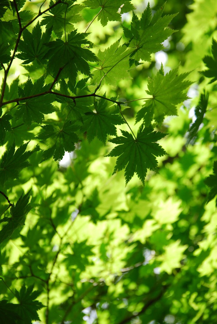 nature