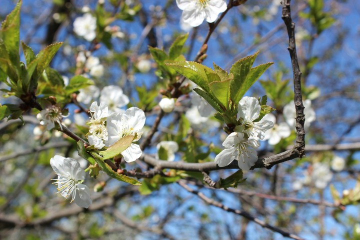 May