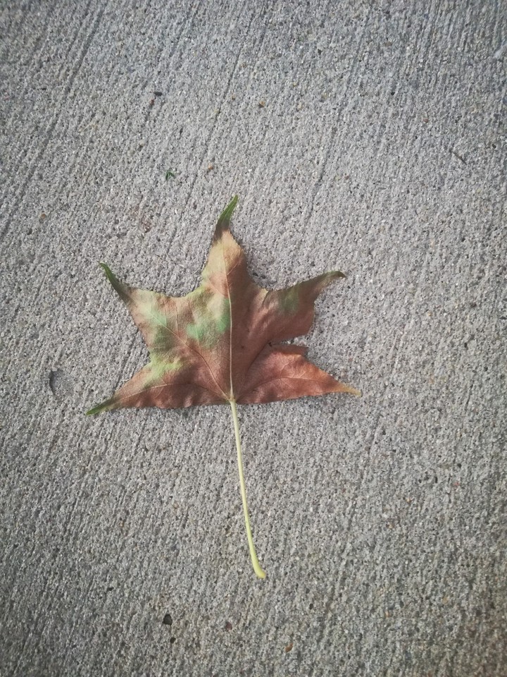 leaf