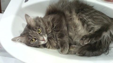 My cat Laffee