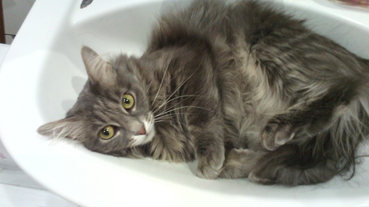 My cat Laffee