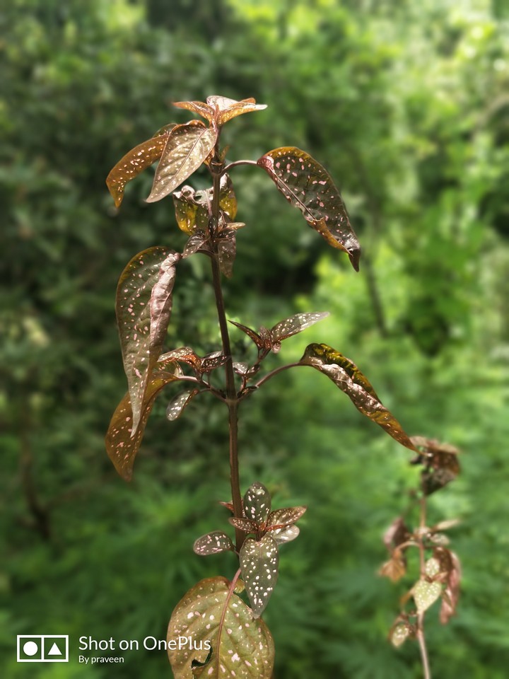 beauty of nature