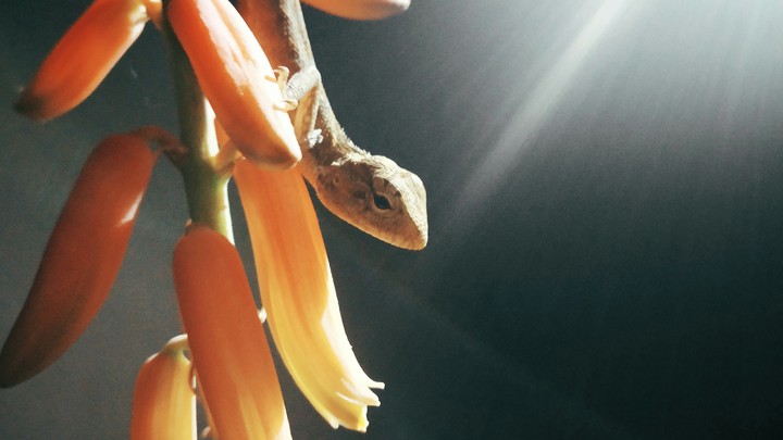 Lizard