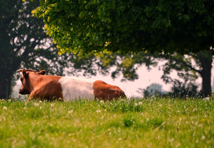 Lazy cow