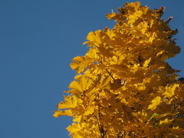 autumn. acer.