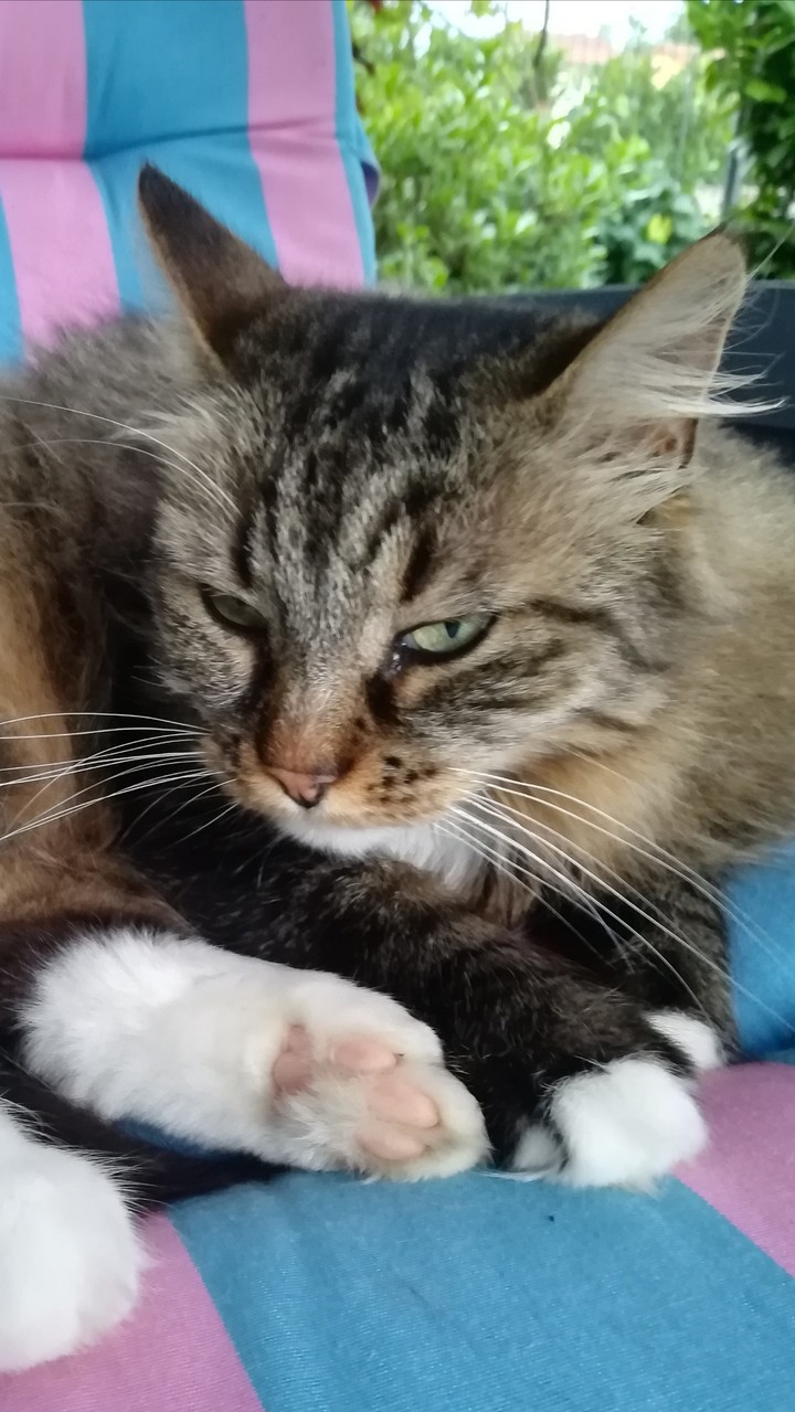 My cat