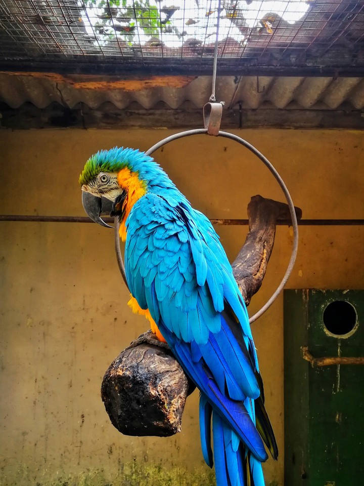 parrot