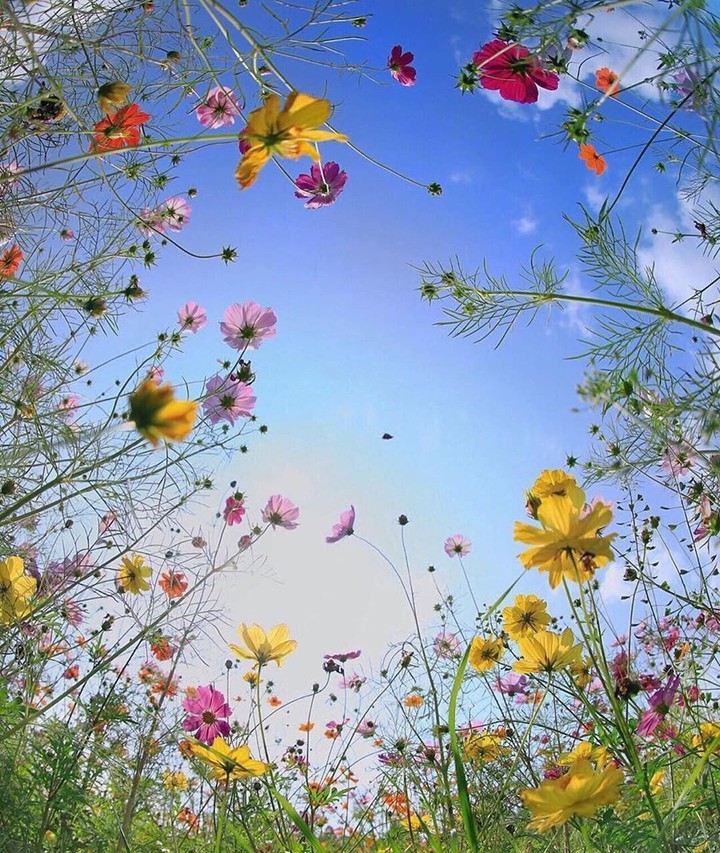 beautiful flowers