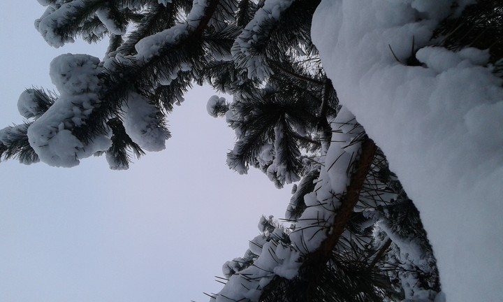 Snow and tree
