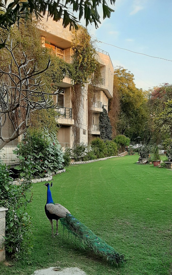 peacock