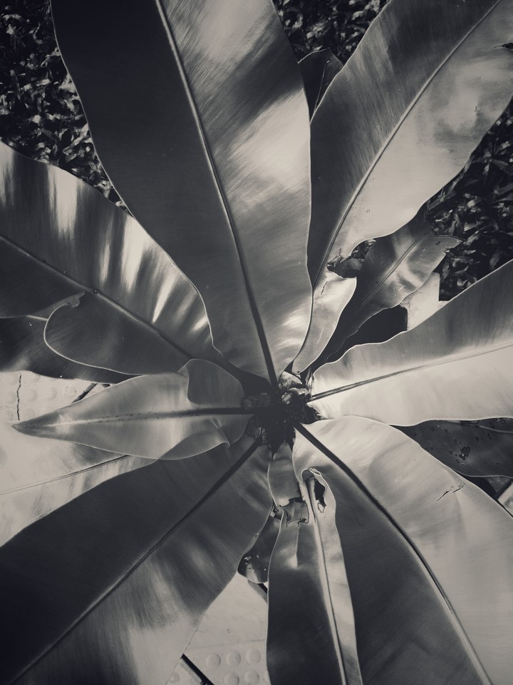 Shiny leaves