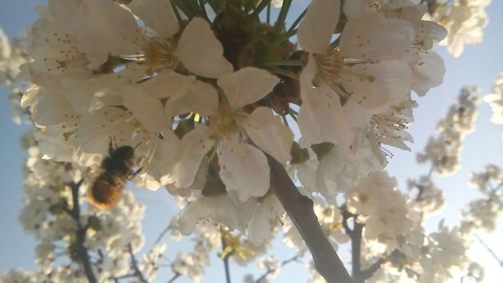 Bee at work