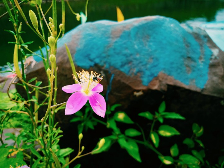 nature club