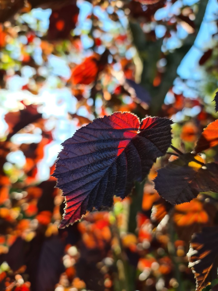 Leaf