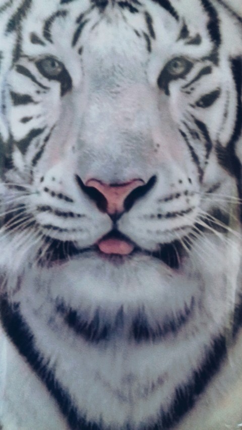 felidae, 脊椎動物桌布