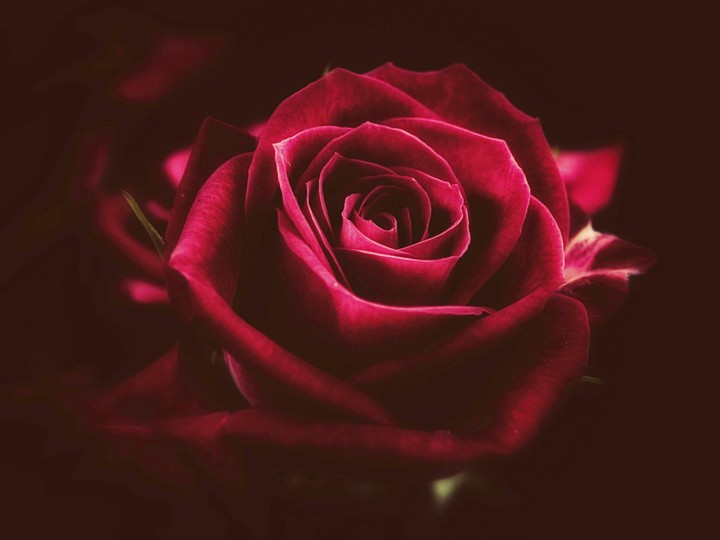 rose
