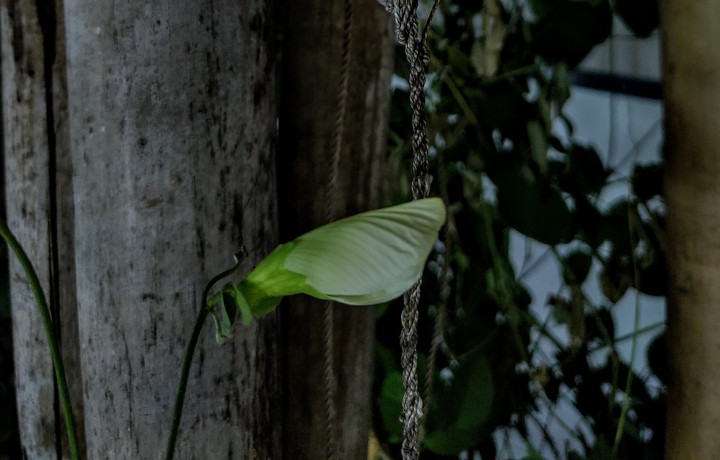 Flower in the wilderness