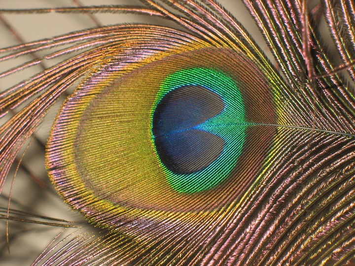 Peacock Feather