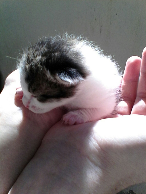 Cat:)