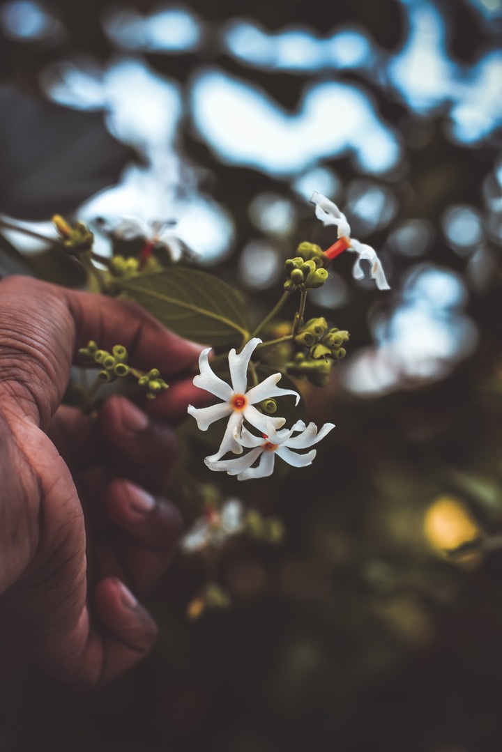 flowers