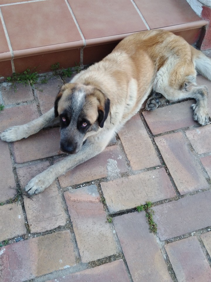 My dog