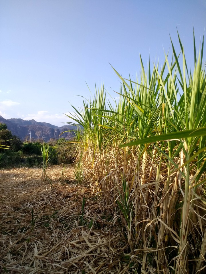 cultivo de cañas