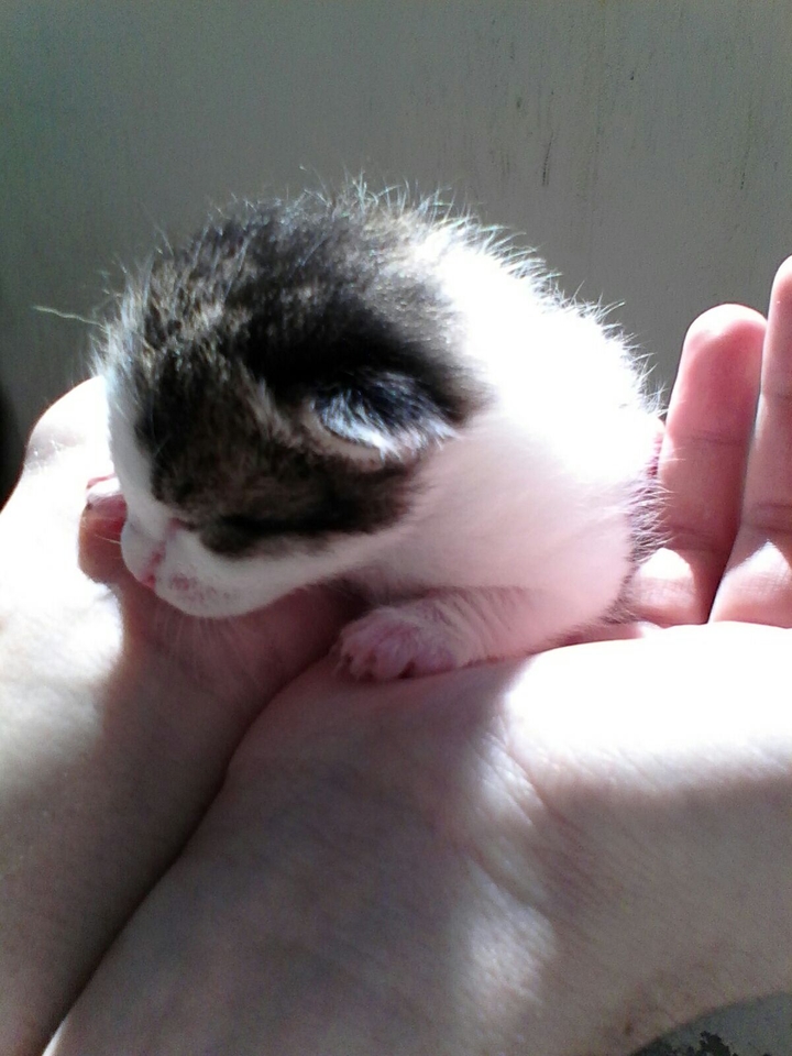 Cat:)
