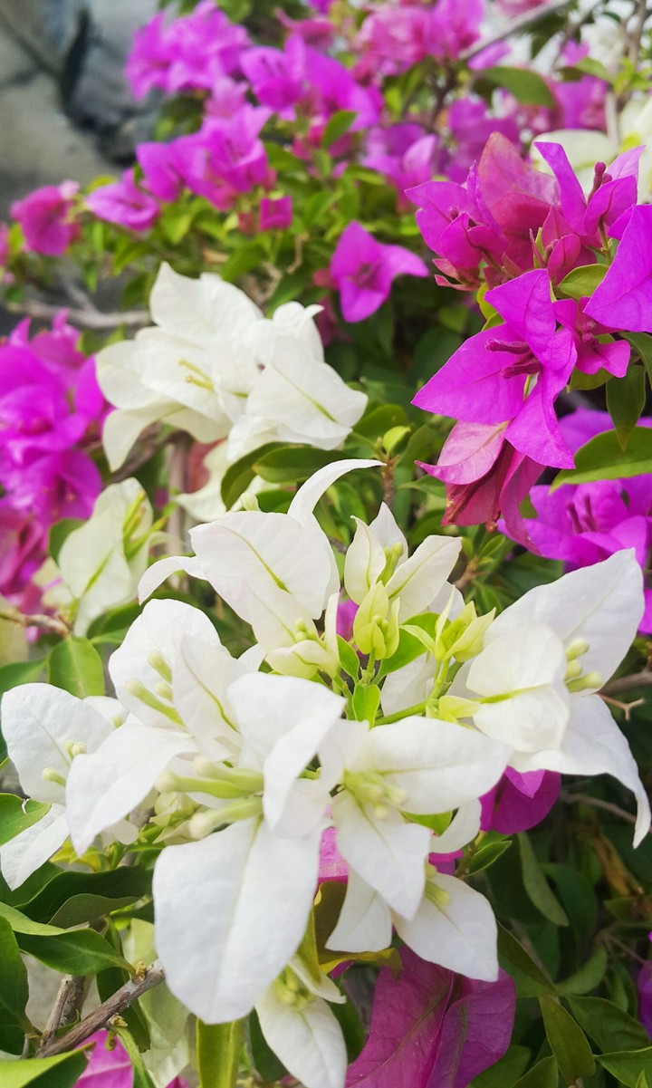 bougainvillea