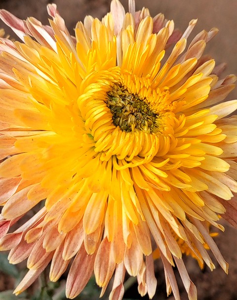 hình nền plant, flower