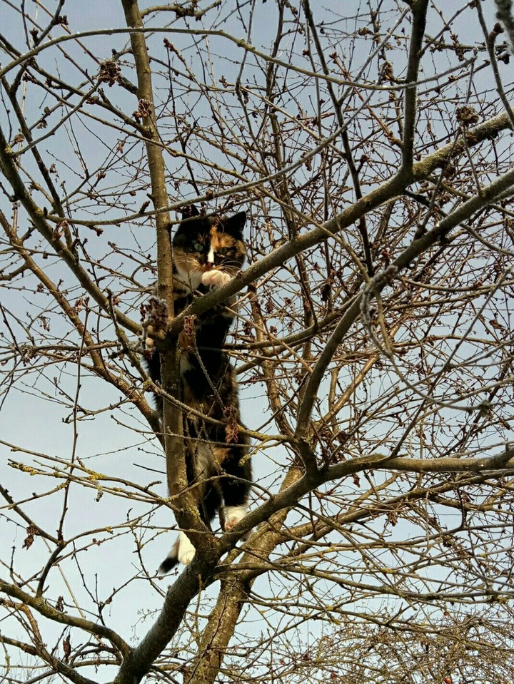 #realcat#