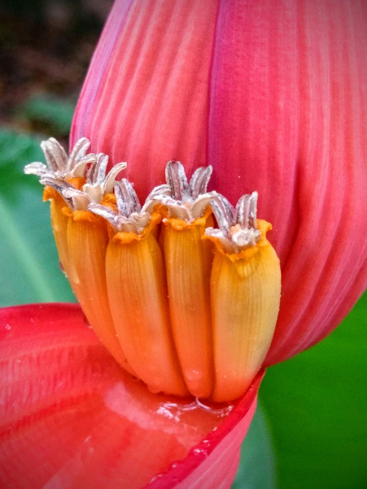 a rare flower