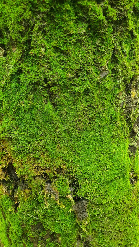shrub, grass wallpapers