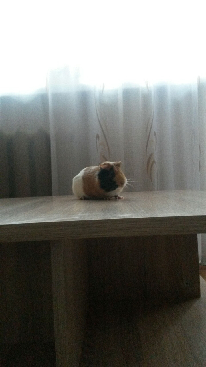 животные