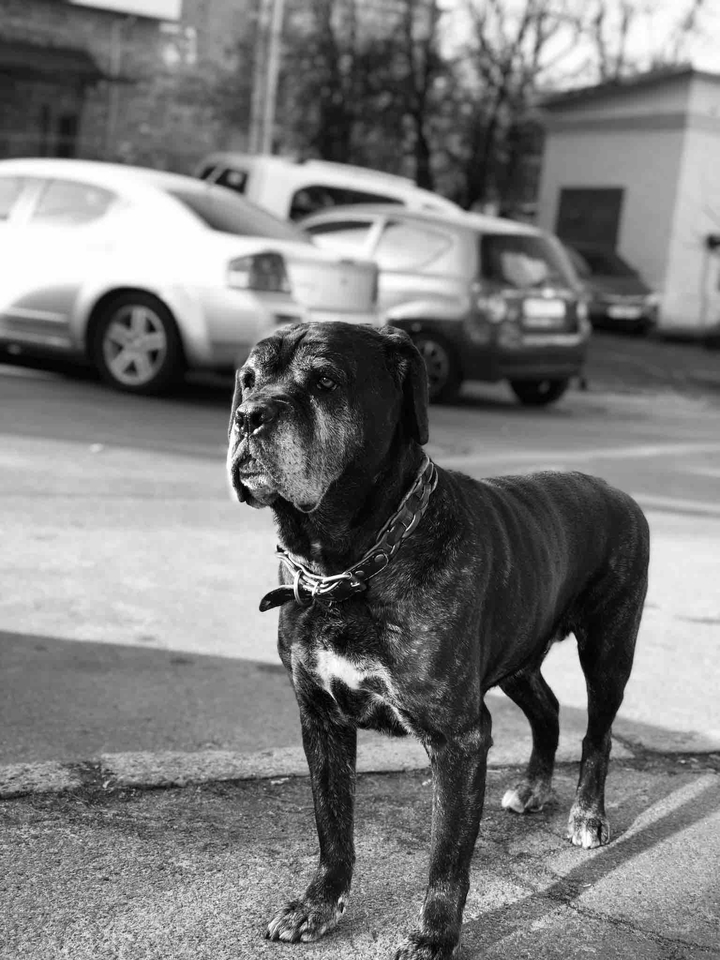 old dog