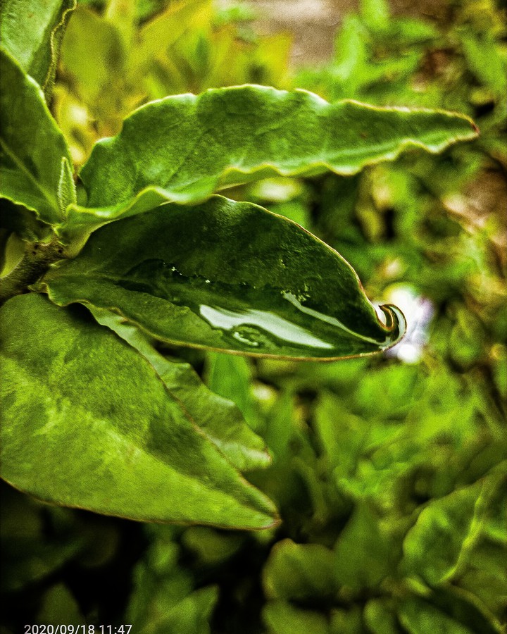 green life