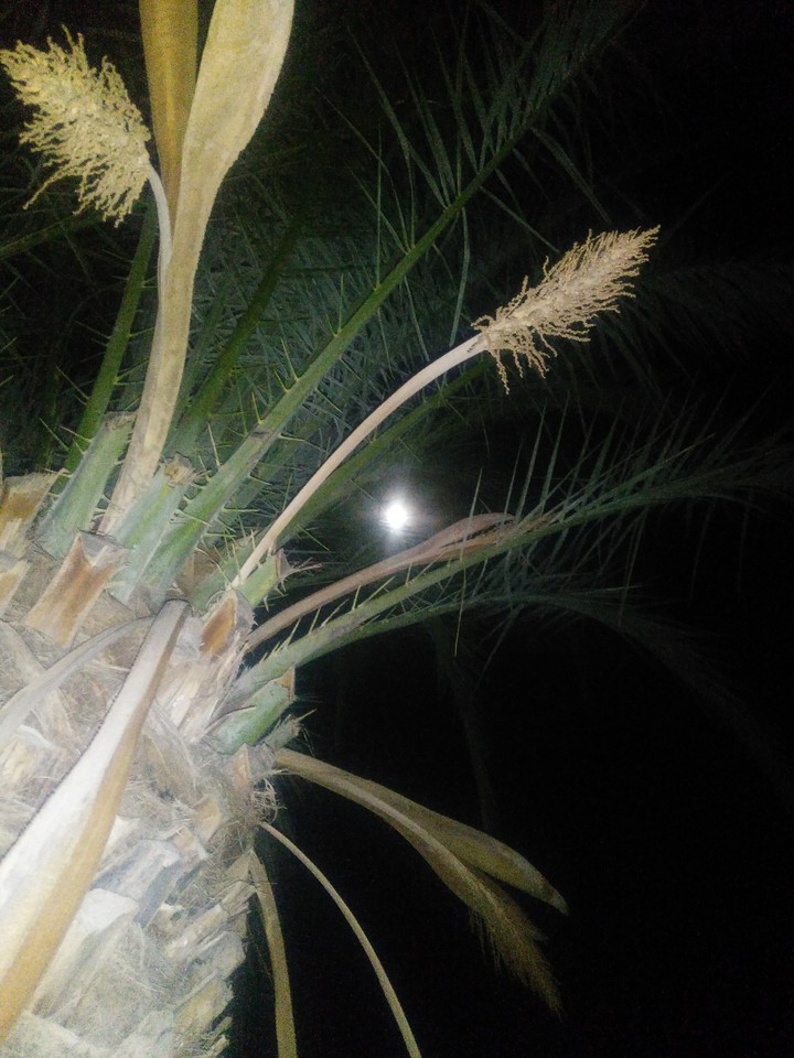 Moon and palm tree