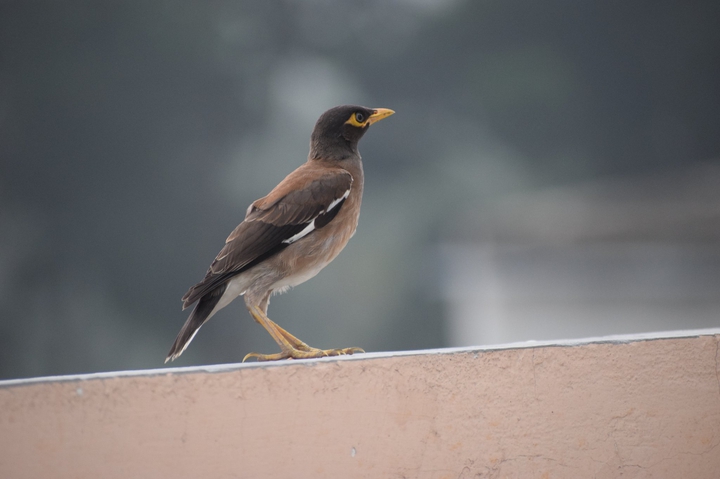 Bird