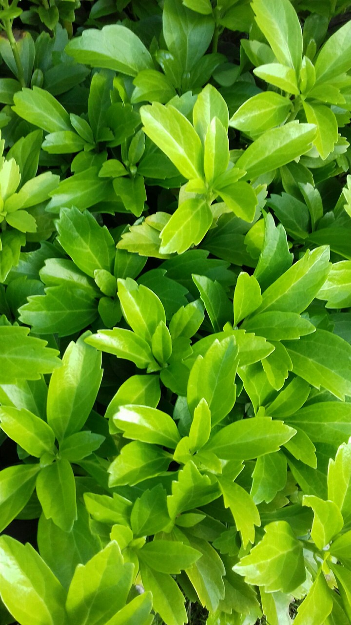green flower