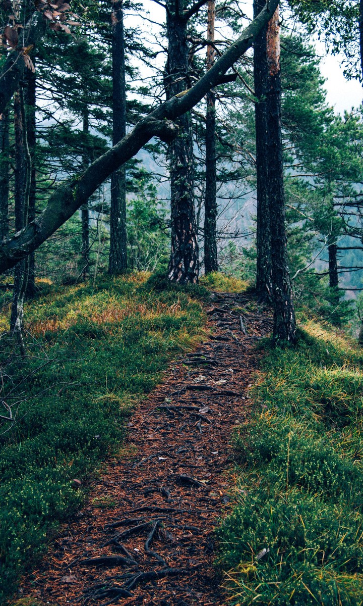 Forest